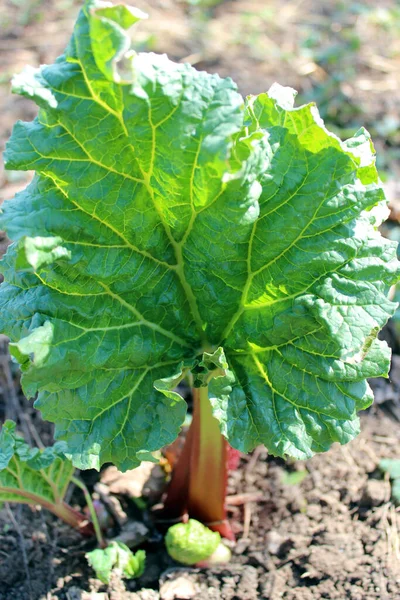 Giovane Germoglio Rabarbaro Spuntato Terra Primavera — Foto Stock