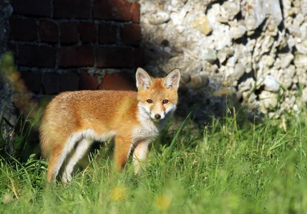 Vue Panoramique Sur Les Jeunes Animaux — Photo