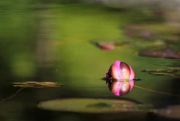 Flor Lírio Água Planta Lótus — Fotografia de Stock