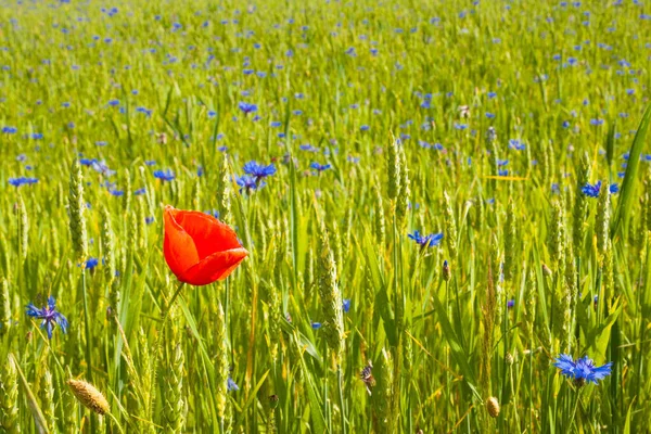 トウモロコシ畑の花々は — ストック写真