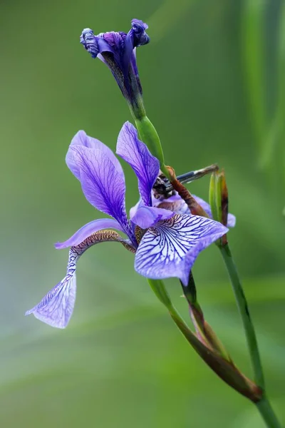 Schwertlilie Siberiane Iris Sibirica — Foto Stock