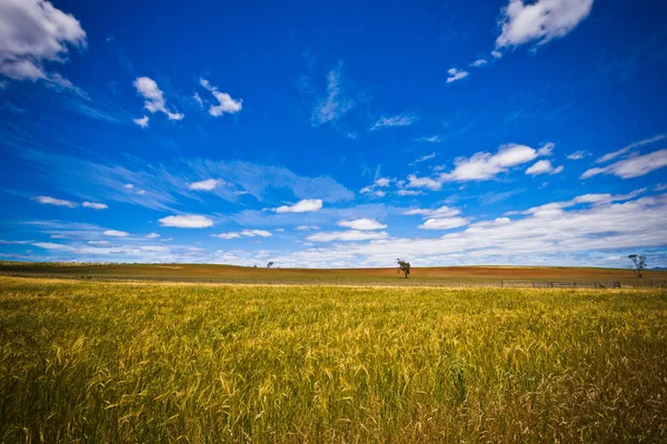 Landscape View Fresh Cornfield Bright Blue Sky — Stock Photo, Image