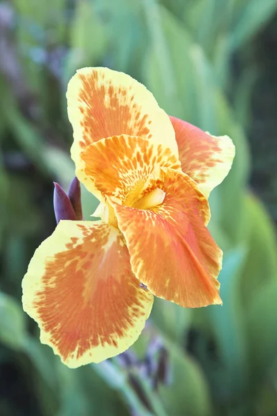 Hibiscus Bloemen Bloemblaadjes Flora Natuur — Stockfoto