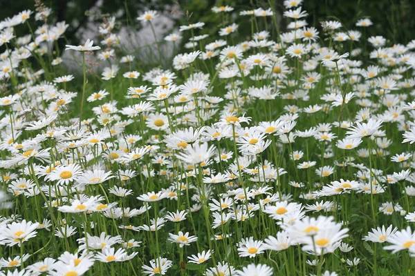 Margherite Fiori Petali Flora — Foto Stock