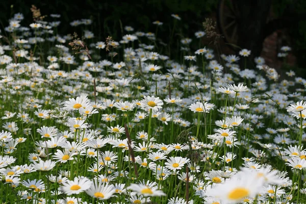 Άνθη Μαργαρίτες Πέταλα Χλωρίδα — Φωτογραφία Αρχείου