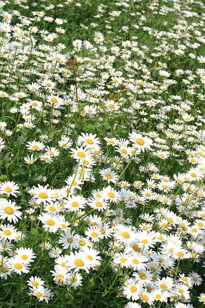 Daisies Flowers Petals Flora — Stock Photo, Image