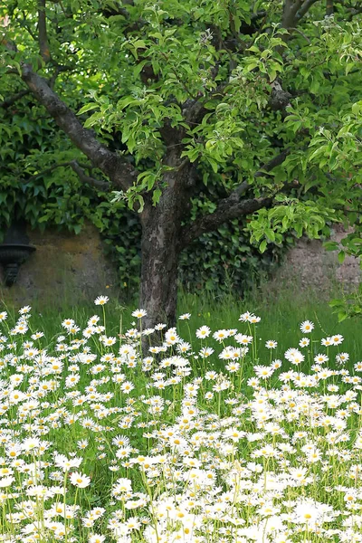 Sedmikrásky Květiny Okvětní Lístky Flóra — Stock fotografie