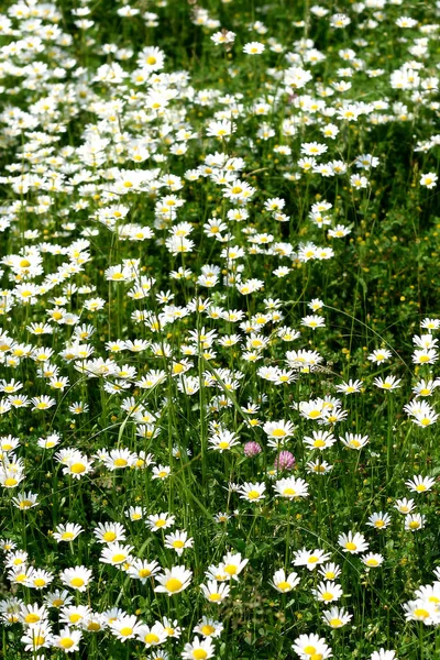 Stokrotki Kwiaty Płatki Flora — Zdjęcie stockowe