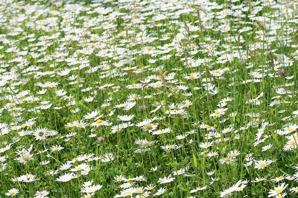 Margherite Fiori Petali Flora — Foto Stock