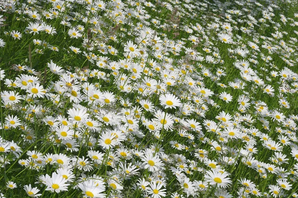 Madeliefjes Bloemen Bloemblaadjes Flora — Stockfoto