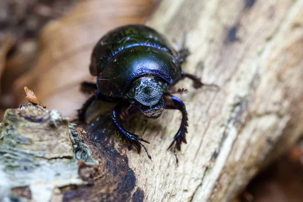 Escarabajo Estiércol Del Bosque Anoplotrupes Stercorosus Una Toma Súper Macro — Foto de Stock