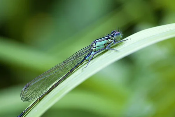 Azurblaue Libelle Coenagrion Puella Einer Makroaufnahme — Stockfoto