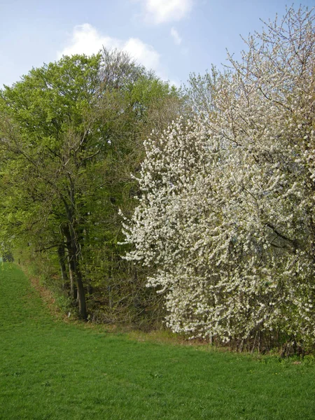 Lente Bloesem Bloemen Boom — Stockfoto