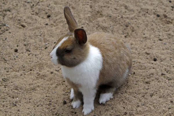 Verschillende Dieren Selectieve Focus — Stockfoto