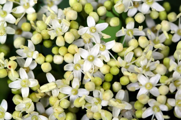 Textura Pequenas Flores Brancas — Fotografia de Stock