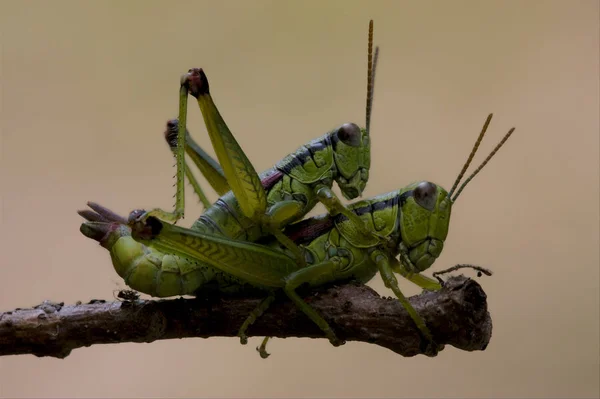 Στενή Επάνω Δύο Ακρίδα Orthopterous Σεξ Ένα Κομμάτι Του Υποκαταστήματος — Φωτογραφία Αρχείου