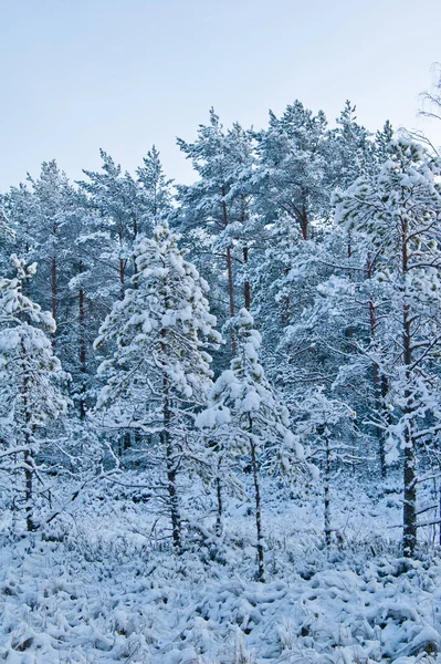 Зимний Пейзаж Лесу — стоковое фото