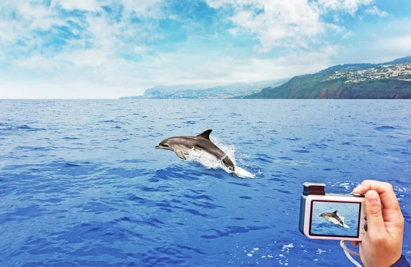 Aufnahme Eines Springenden Delfins Bei Einer Beobachtungstour — Stockfoto