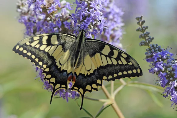 Egzotyczny Motyl Skrzydłami Owady — Zdjęcie stockowe