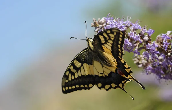 Exotischer Schmetterling Mit Flügeln Insekt — Stockfoto