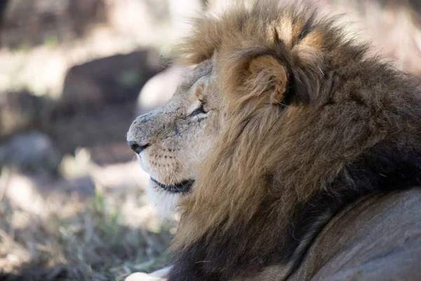 Lion Park Στη Χαράρε Της Ζιμπάμπουε Αφρική — Φωτογραφία Αρχείου