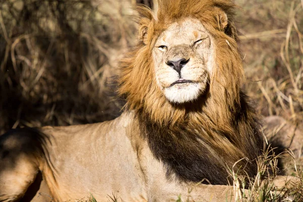 Leão Park Harare Zimbábue África — Fotografia de Stock