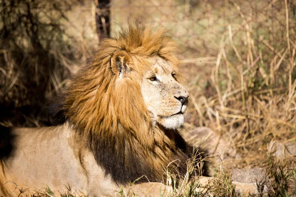 Lion Park Harare Zimbabwe Africa — Fotografie, imagine de stoc