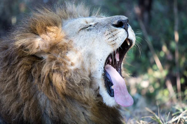 Lion Park Harare Zimbabwe Afrique — Photo