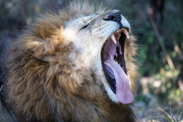 Lion Park Harare Zimbabwe Afrique — Photo