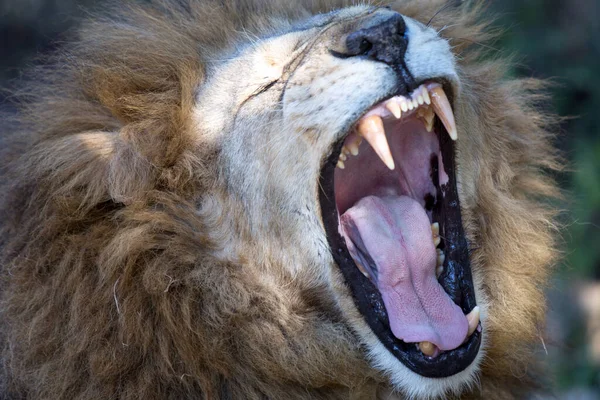 Lion Park Harare Zimbabwe Afrika — Stok fotoğraf