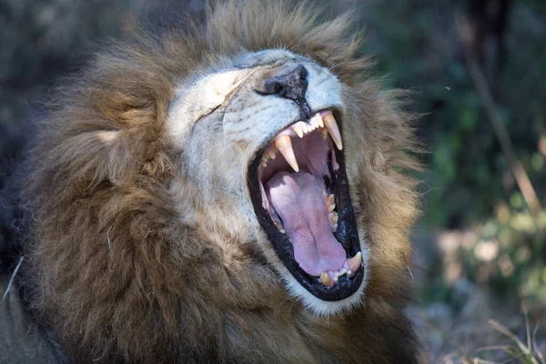 Lion Park Στη Χαράρε Της Ζιμπάμπουε Αφρική — Φωτογραφία Αρχείου