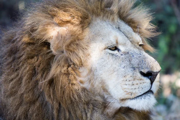 Lion Park Harare Zimbabwe África — Foto de Stock