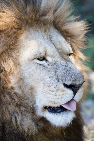 Leão Park Harare Zimbábue África — Fotografia de Stock