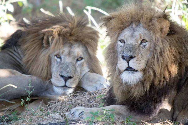 Lion Park Harare Zimbabwe Afrika — Stockfoto