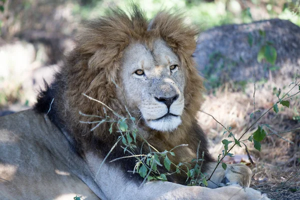 Løve Park Harare Zimbabwe Afrika - Stock-foto