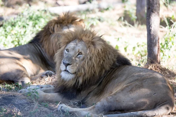 Lion Park Harare Zimbabwe Africa — Fotografie, imagine de stoc