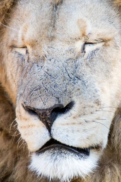 Lion Park Harare Zimbabwe Afrique — Photo