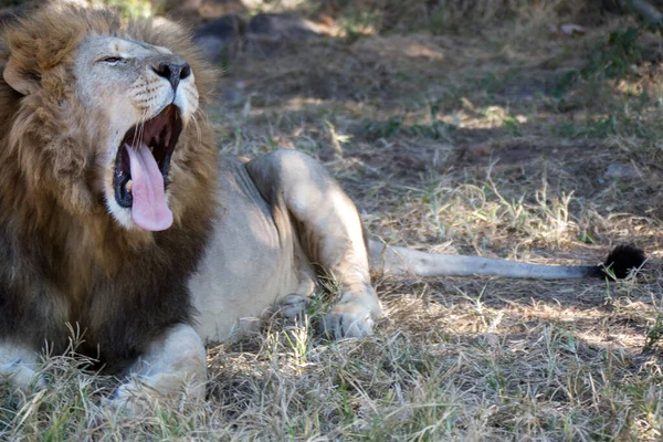 Lion Park Harare Zimbabwe Afrika — Stockfoto