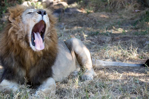 Löwe Park Harare Simbabwe Afrika — Stockfoto