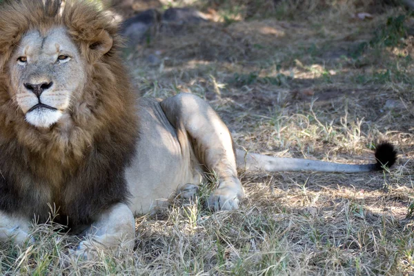 Lion Park Harare Zimbabwe África — Foto de Stock