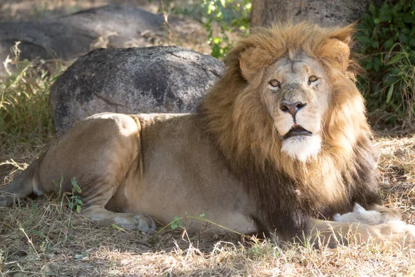 Lion Park Harare Zimbabwe África — Foto de Stock