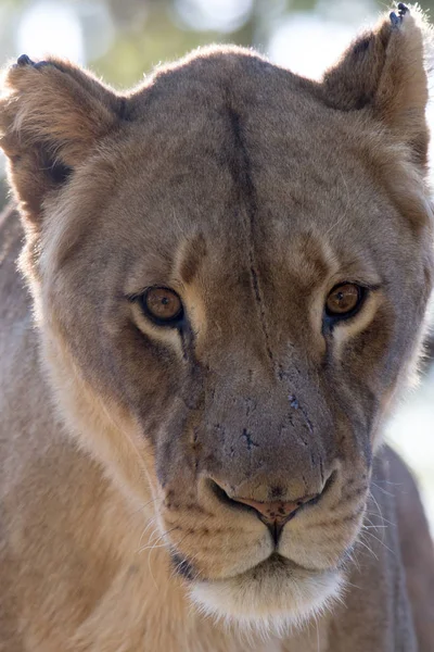 Löwe Park Harare Simbabwe Afrika — Stockfoto