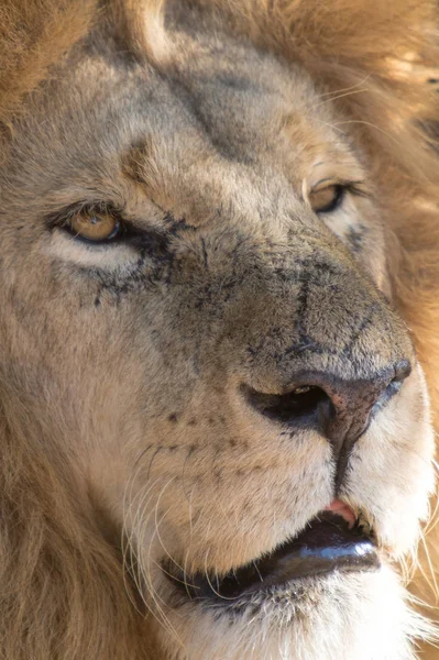 Lion Park Harare Zimbabwe Afrika — Stok fotoğraf