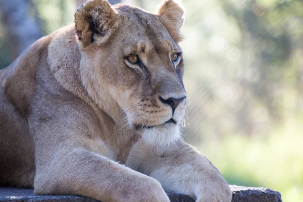 Lion Park Harare Zimbabwe África — Foto de Stock