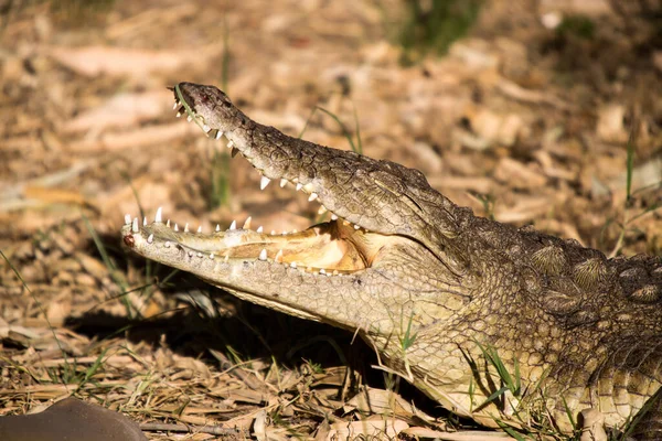 Harare Zimbabwe Április 2013 Krokodil Oroszlán Chitaah Park Harare Zimbabwe — Stock Fotó