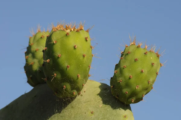 Tropische Plant Cactus Botany Flora — Stockfoto