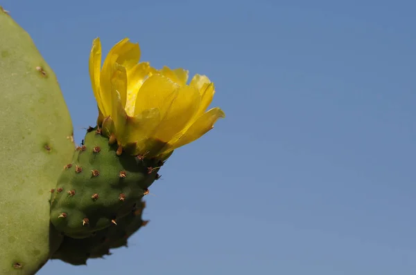 Цветок Кактуса Рост Кактусов Флоры — стоковое фото