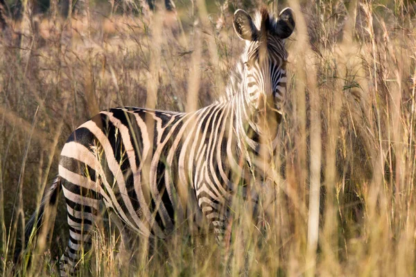 Harare Zimbabwe April 2013 Zebra Lion Chitaah Park Harare Zimbabwe — Stok fotoğraf