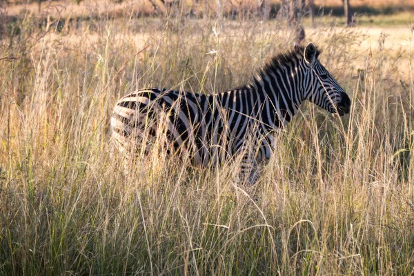 Harare Zimbabwe April 2013 Zebra Lion Chitaah Park Harare Zimbabwe — Φωτογραφία Αρχείου