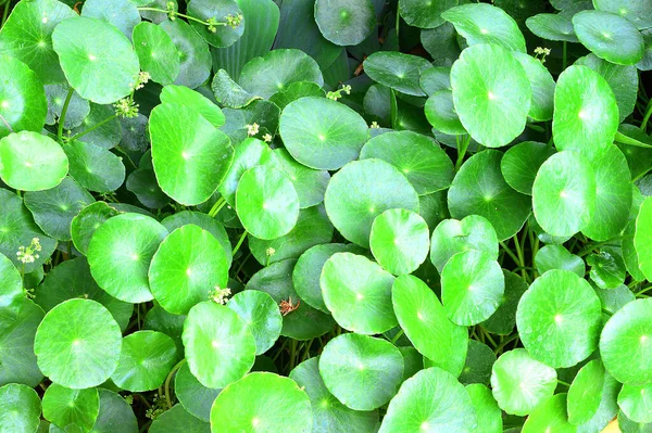 Pennywort Asiatica Una Pianta Che Indicato Nel Trattamento Delle Malattie — Foto Stock